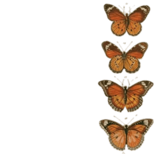 butterflies