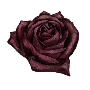 dark red rose