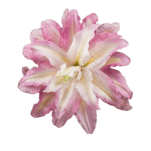 pink lily 3