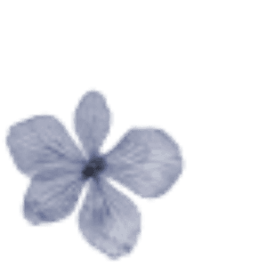 purple pressed flower