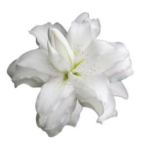 white lily