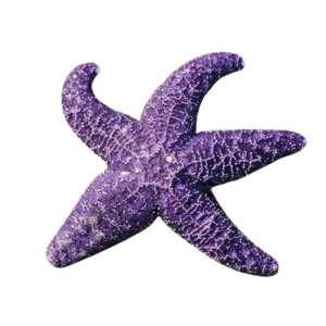 purple starfish