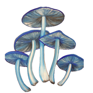 blue pack - shrooms