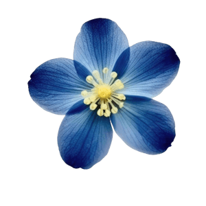 blue pack - flower 2
