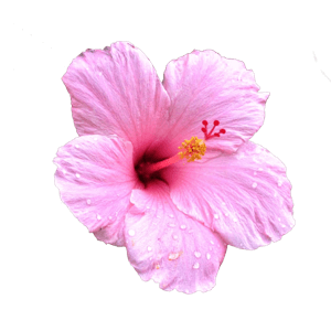 pink hibiscus 2