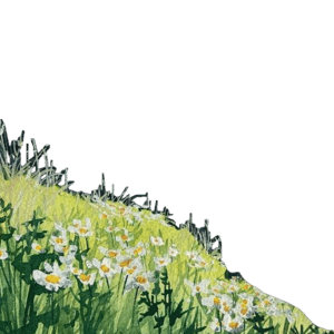 grass border