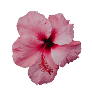 pink hibiscus 1