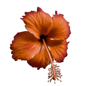 orange hibiscus 2