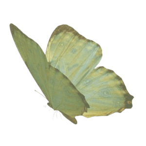 green butterfly