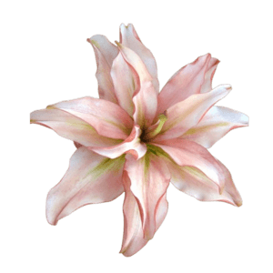 pink lily 2