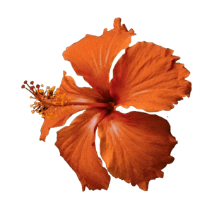 orange hibiscus 1