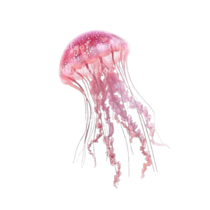 jellyfish