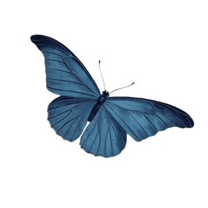 blue pack - butterfly