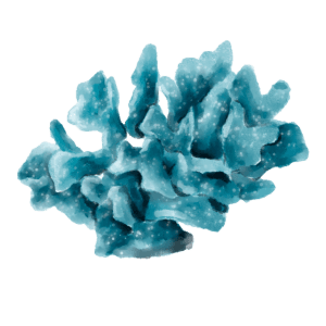 blue corals